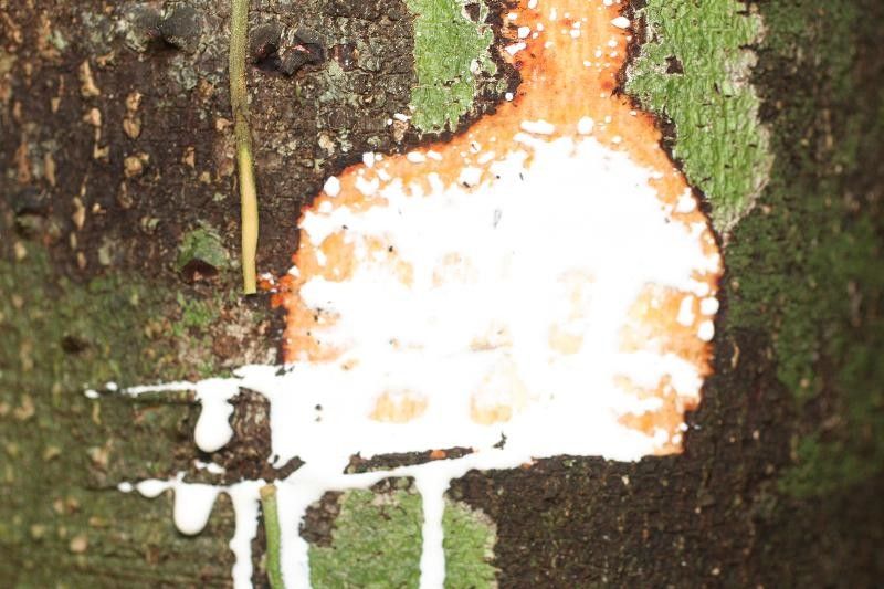 Lacmellea aculeata other