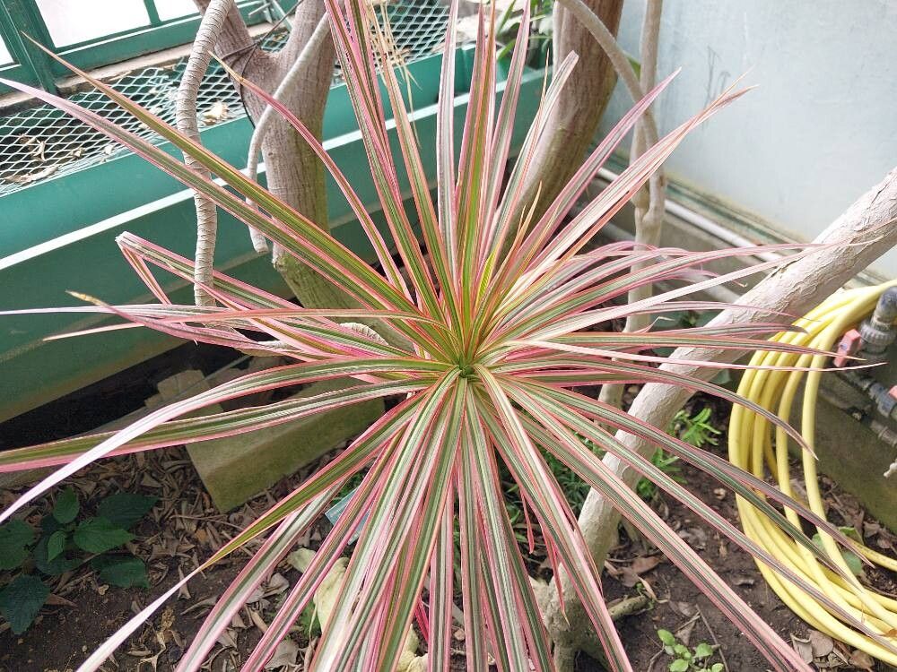 Dracaena cincta leaf