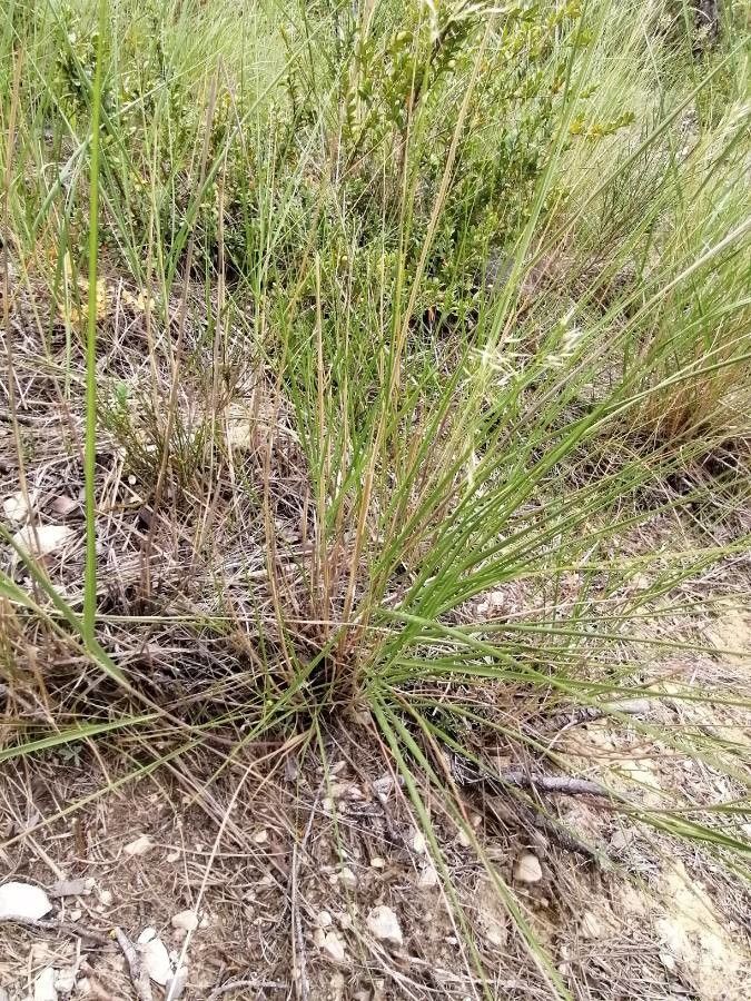 Trisetum flavescens leaf