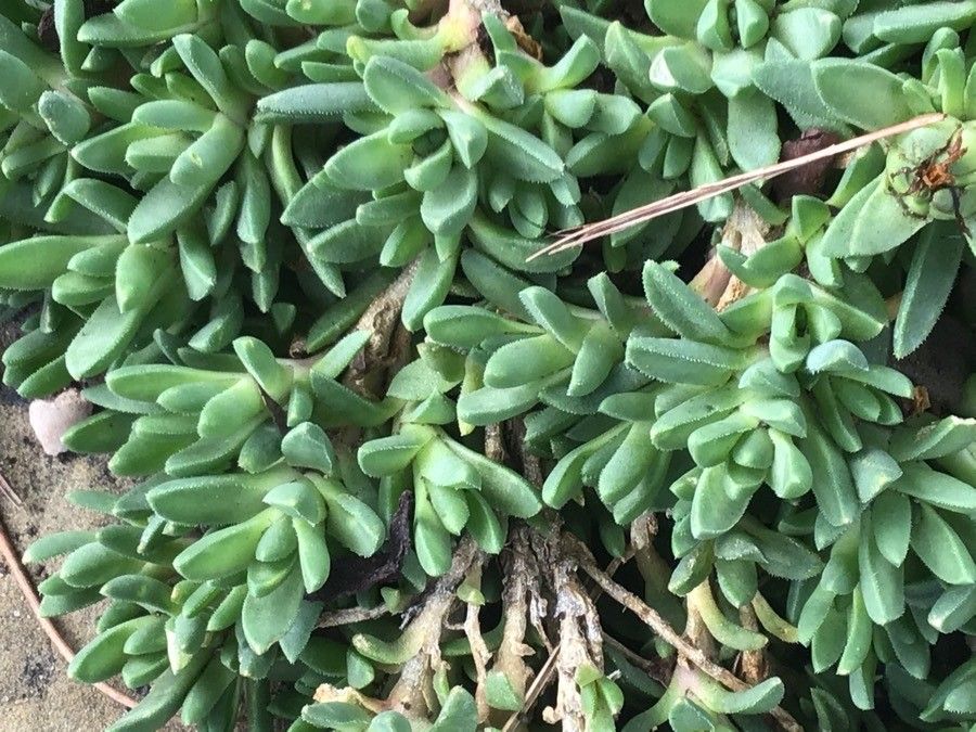 Delosperma basuticum