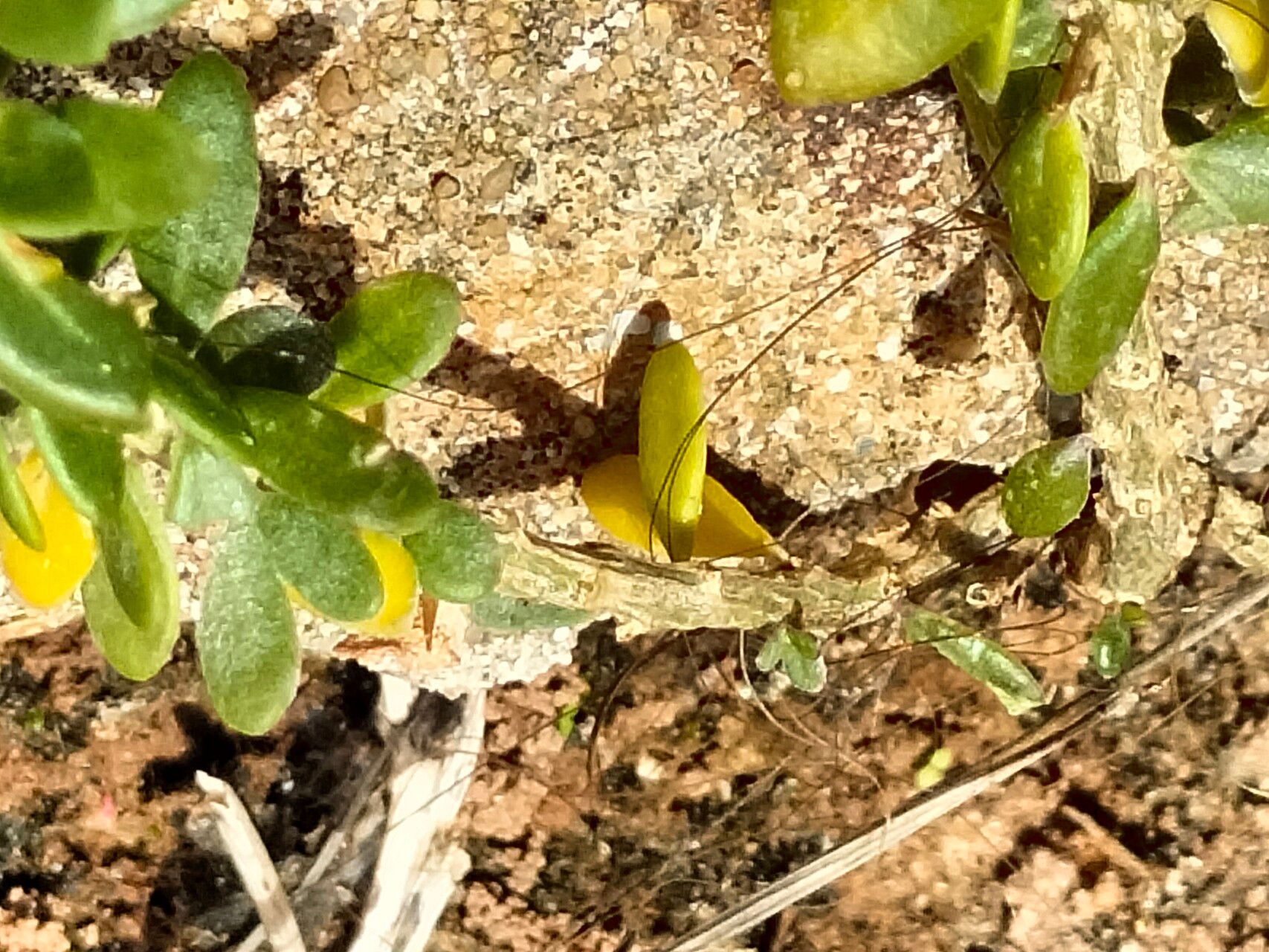 Roepera flexuosa bark
