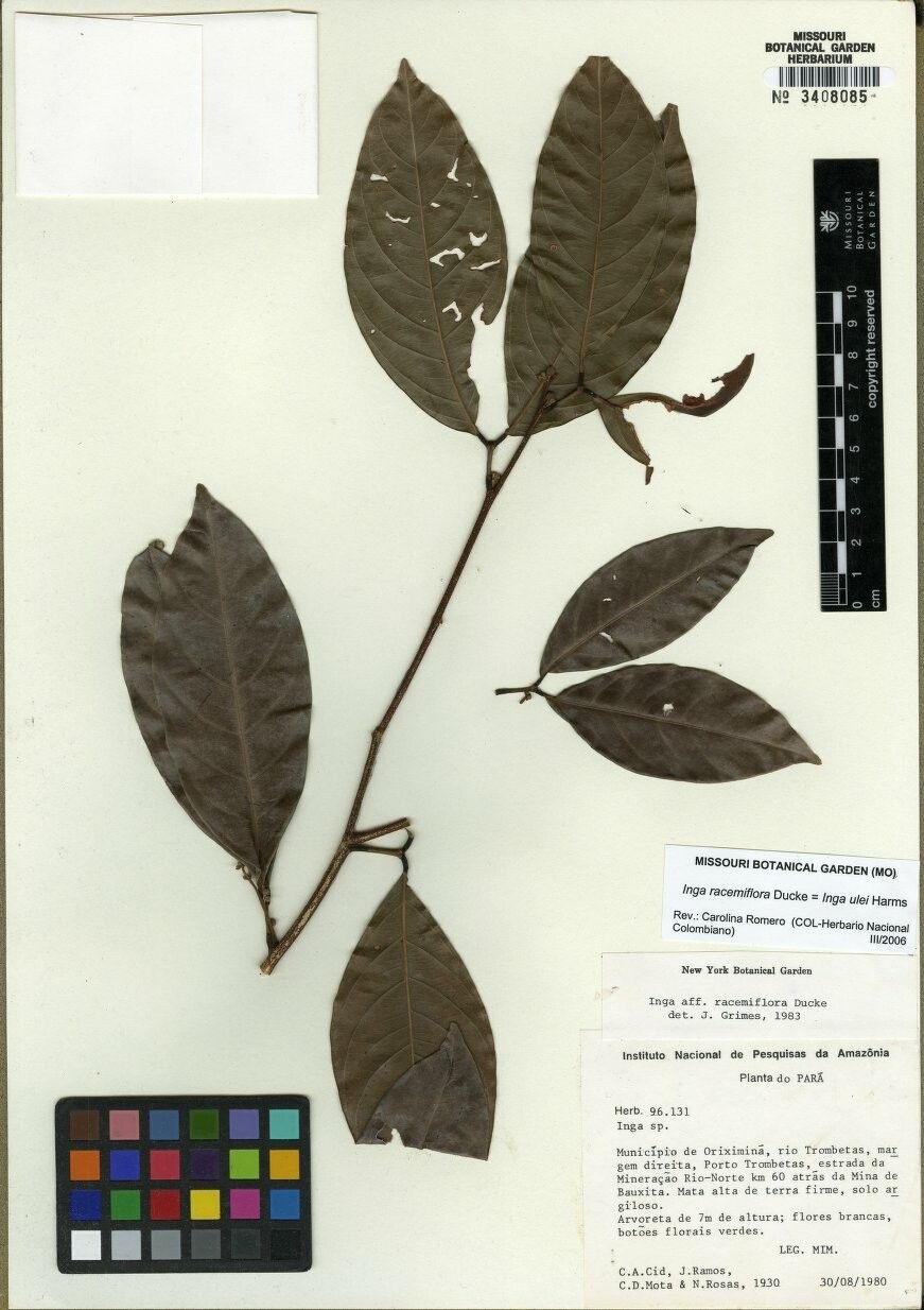 Inga ulei — houseplant care guide