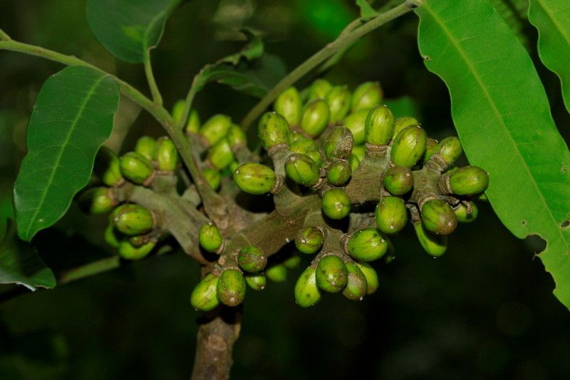 Dysoxylum pachypodum — houseplant care guide