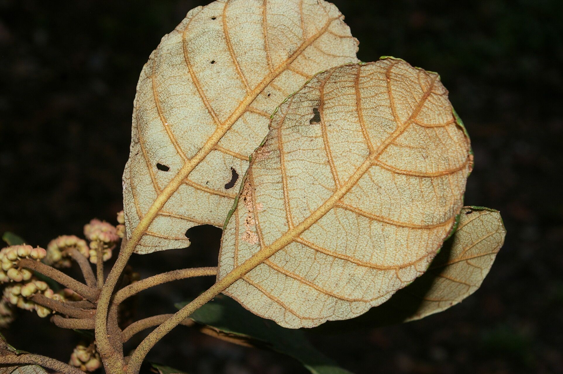 Clethra consimilis — search result for 'Clethra'