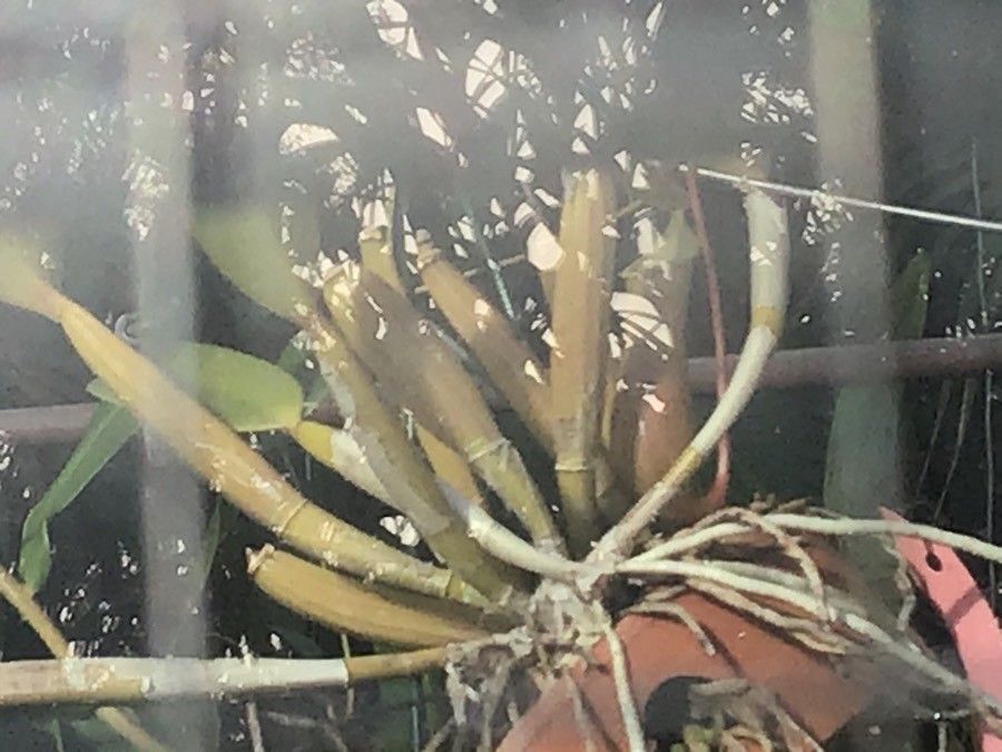 Cattleya walkeriana — search result for 'Cattleya'