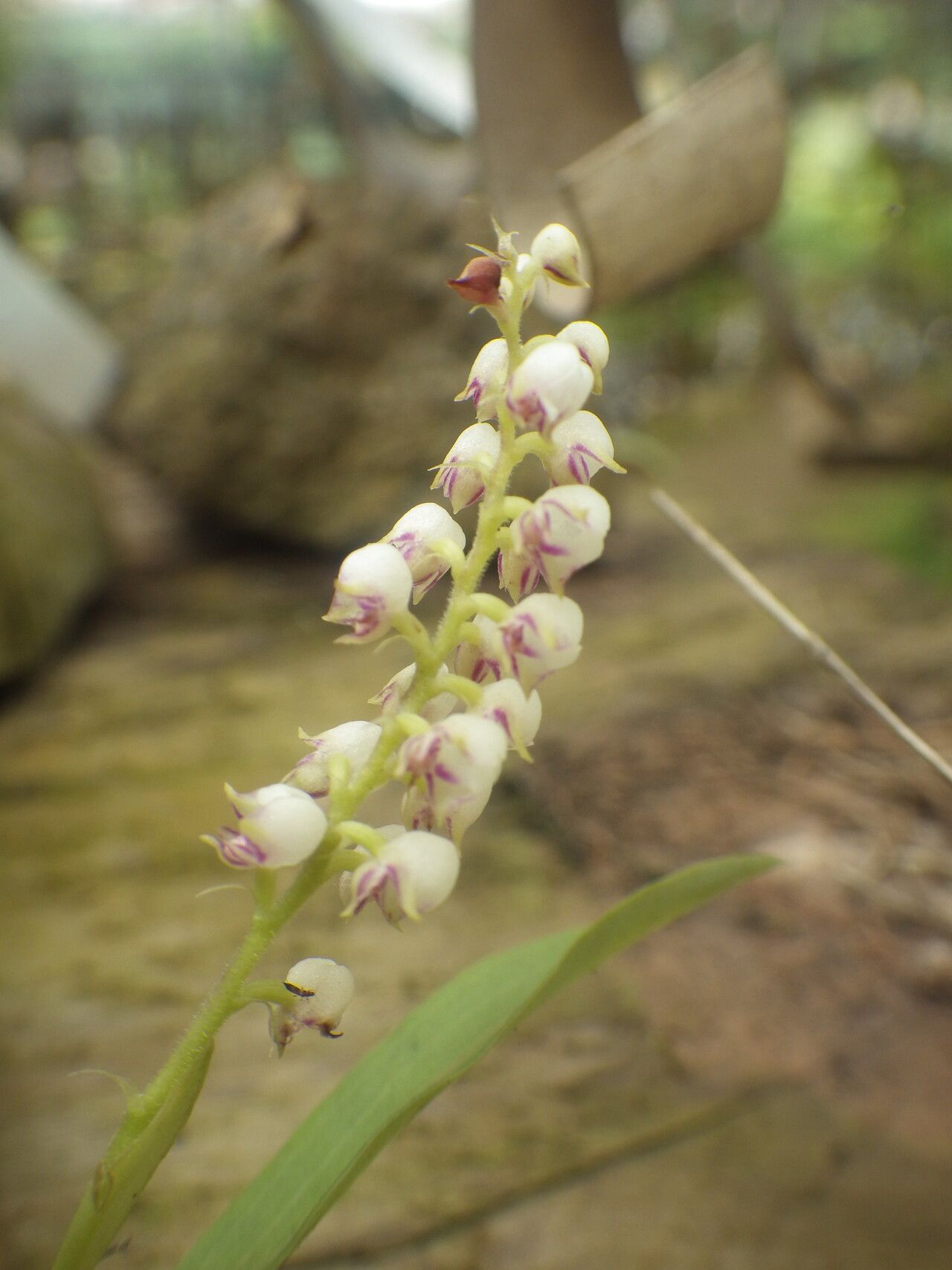 Polystachya montiquetiana flower
