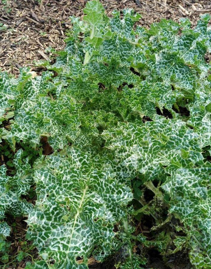 Notobasis syriaca — search result for 'Syria'