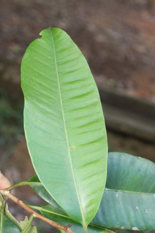 Aspidosperma album leaf
