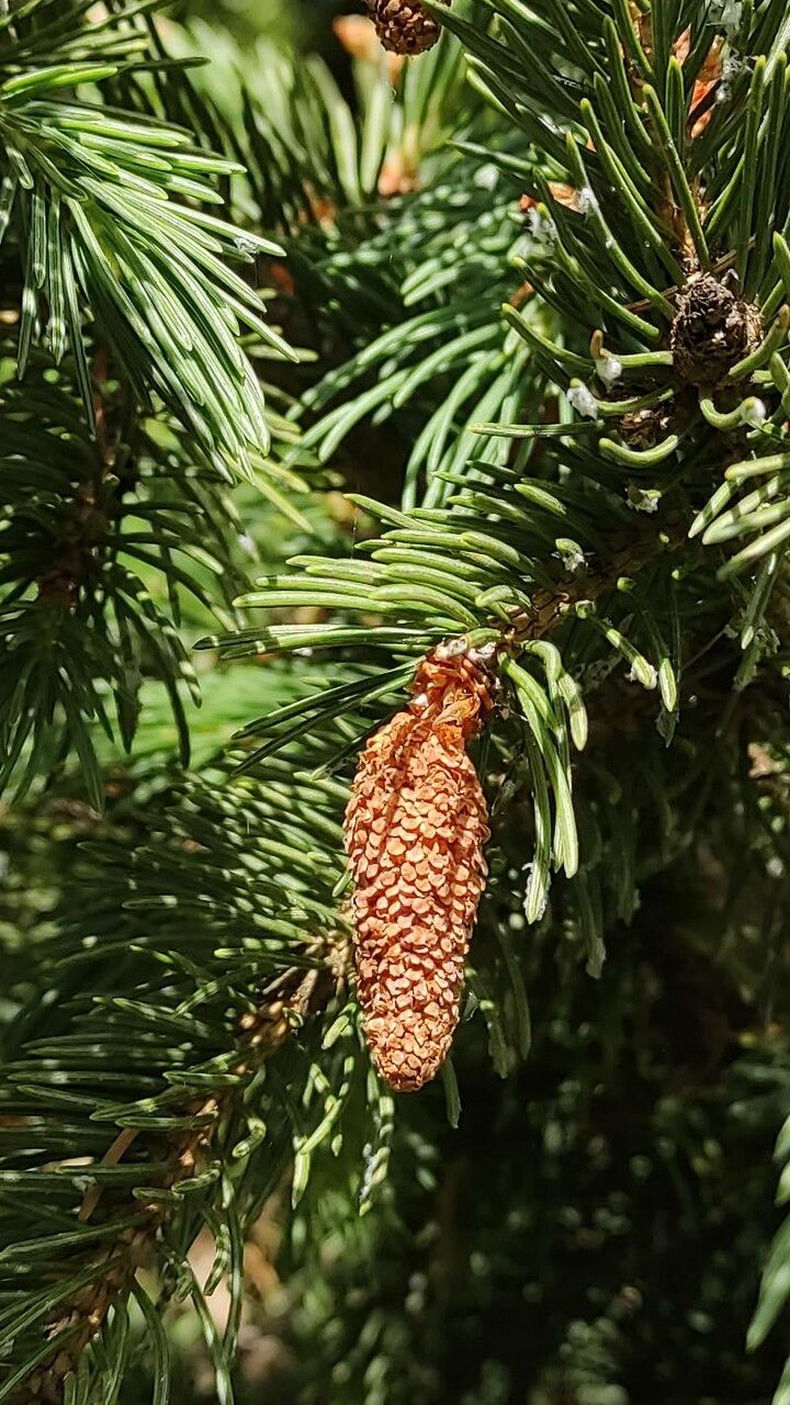 Picea smithiana flower