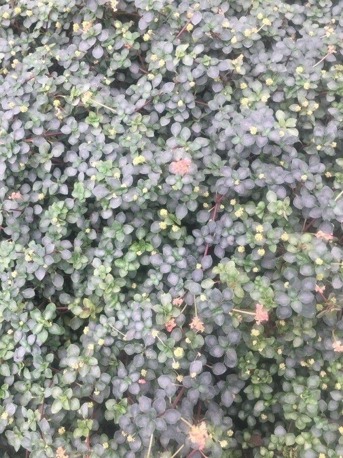 Pilea multiflora flower