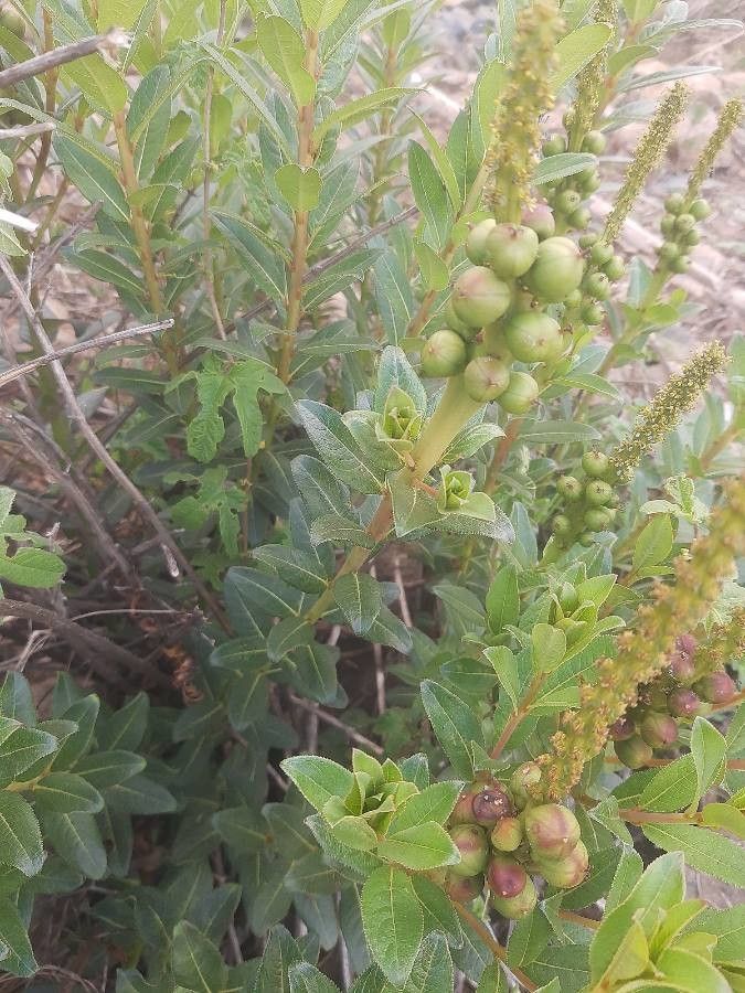 Stillingia sylvatica leaf