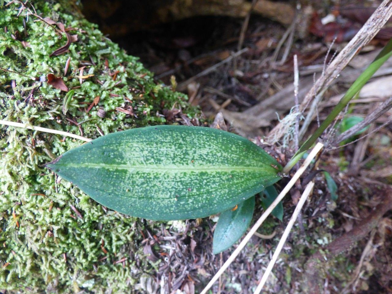 Cynorkis ridleyi leaf