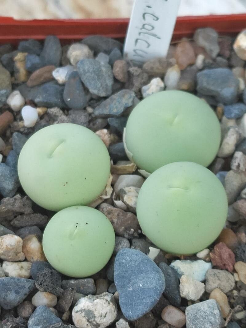 Conophytum calculus — houseplant care guide