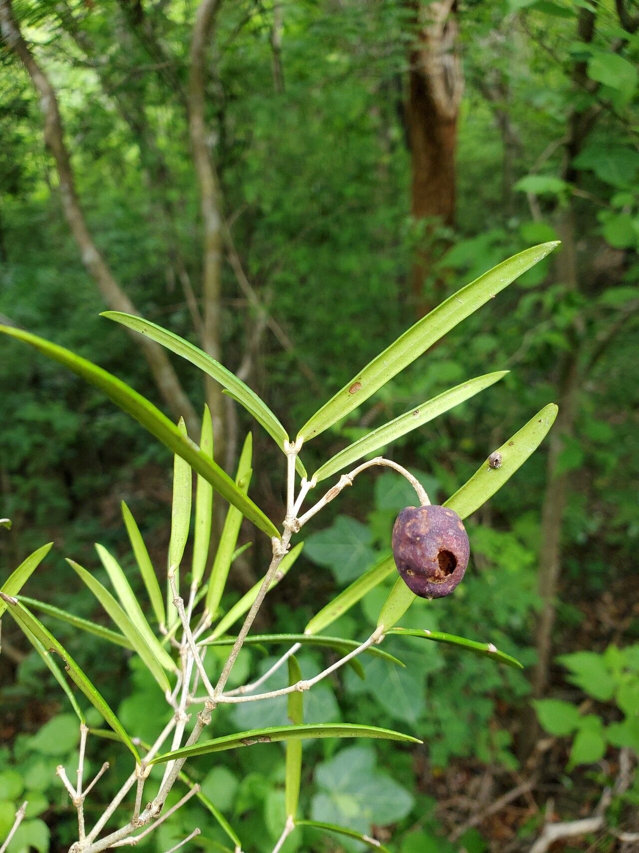 Noronhia spinifolia fruit
