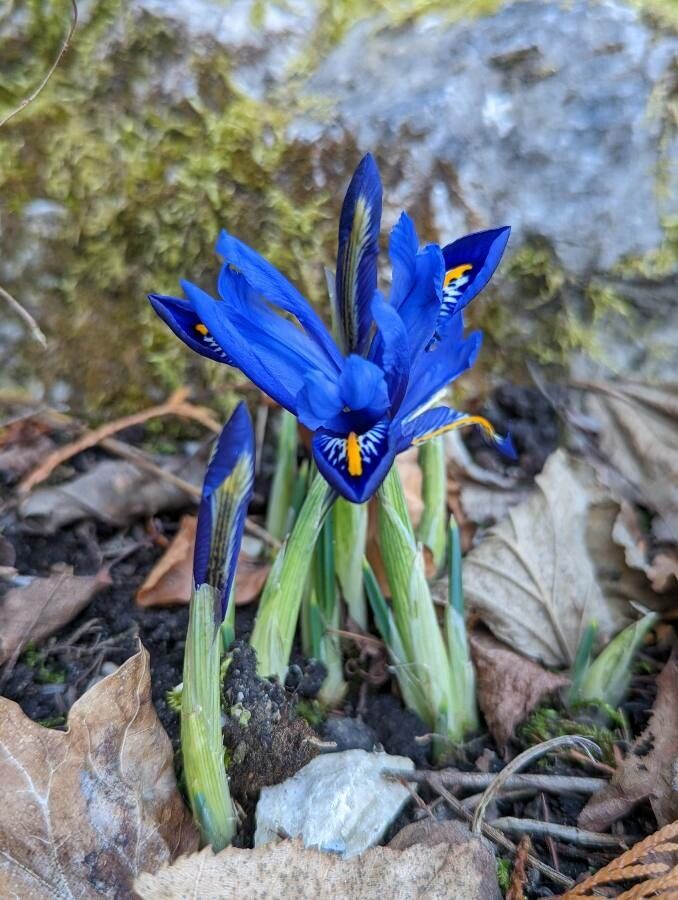 Iris reticulata habit