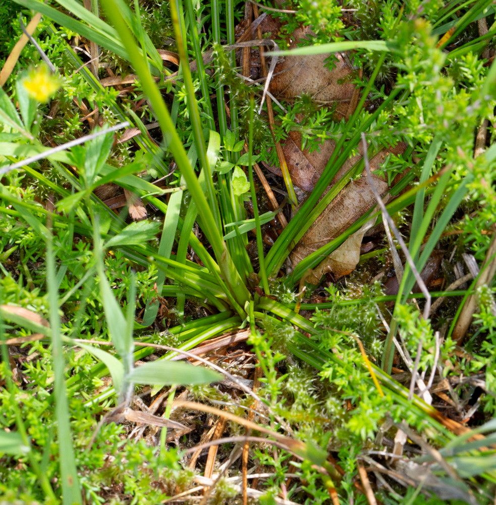 Juncus squarrosus — search result for 'Iceland'