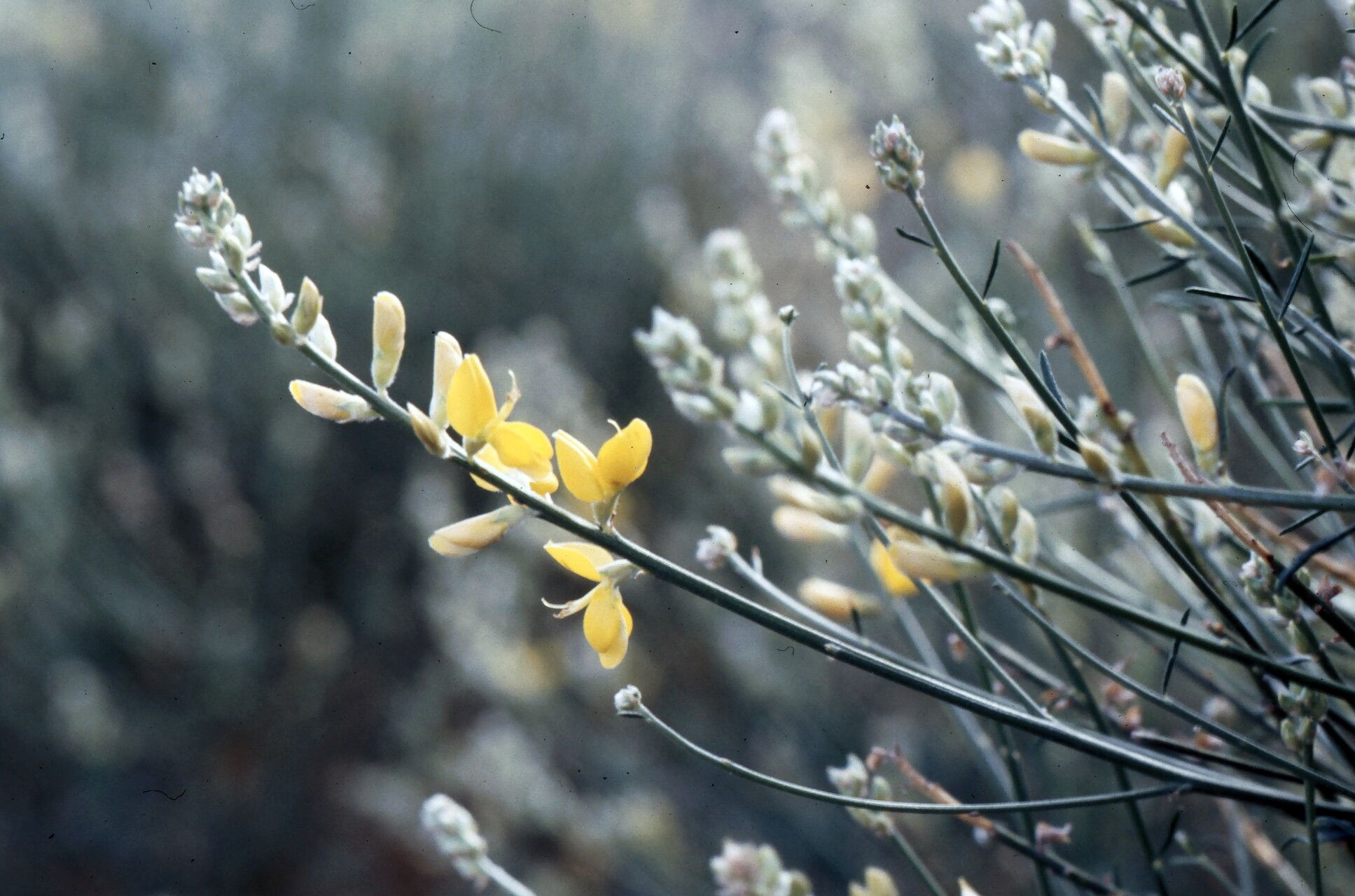 Genista tyrrhena — search result for 'Genista'