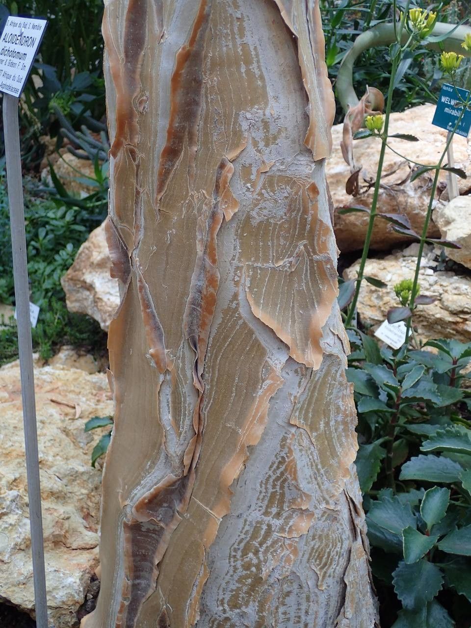 Aloidendron dichotomum bark