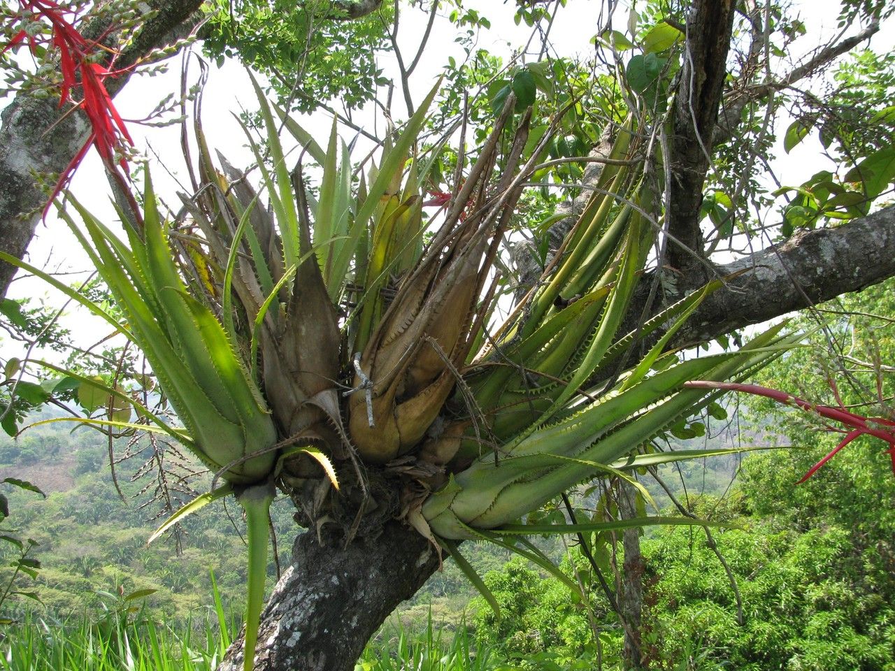 Aechmea pittieri bark
