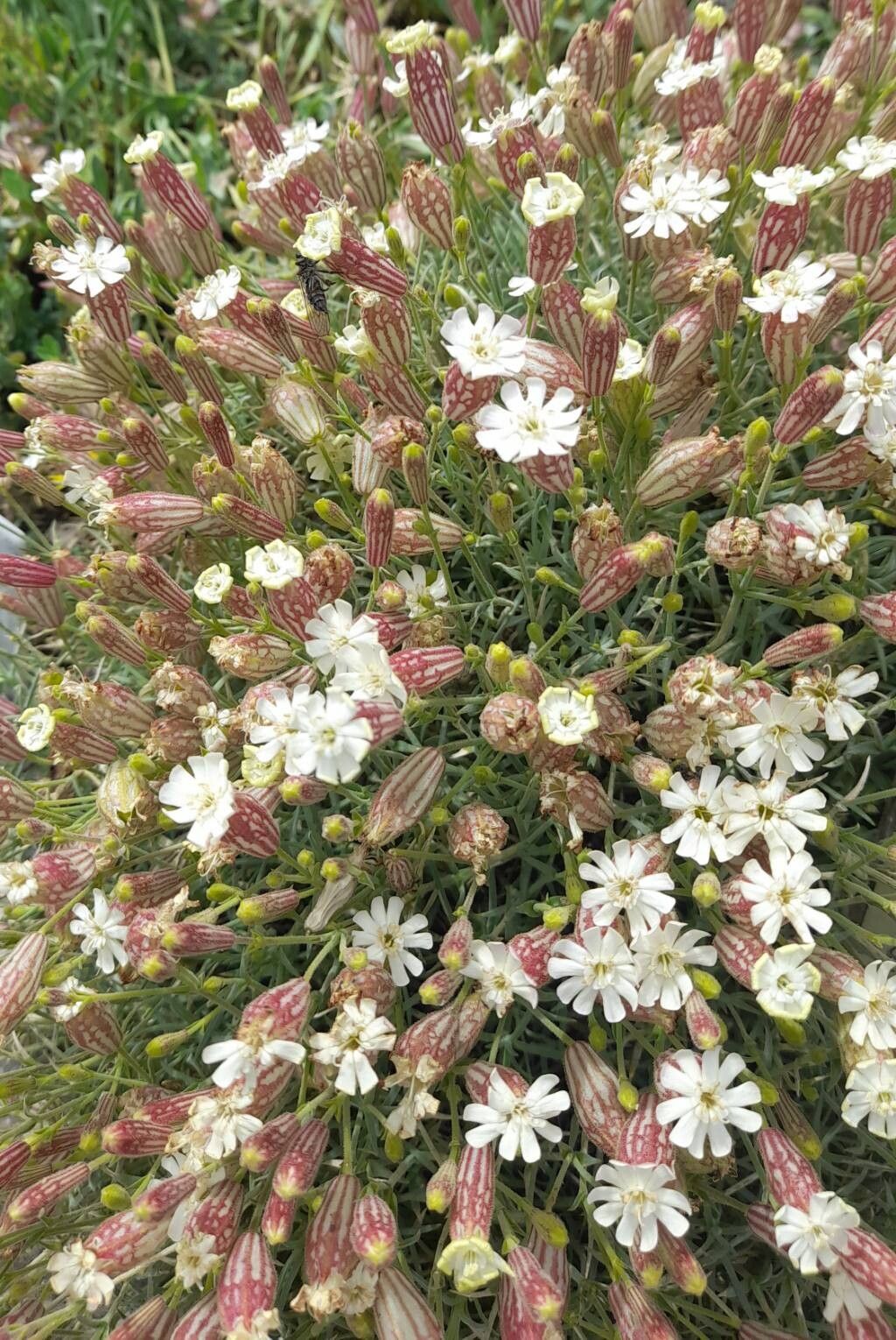 Silene caryophylloides habit
