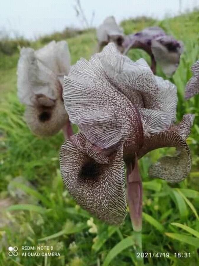 Iris basaltica — search result for 'Syria'