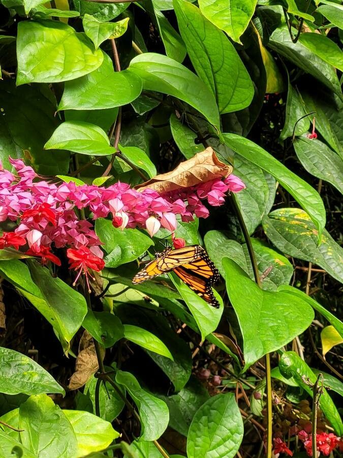 Clerodendrum x speciosum — search result for 'Clerodendrum'