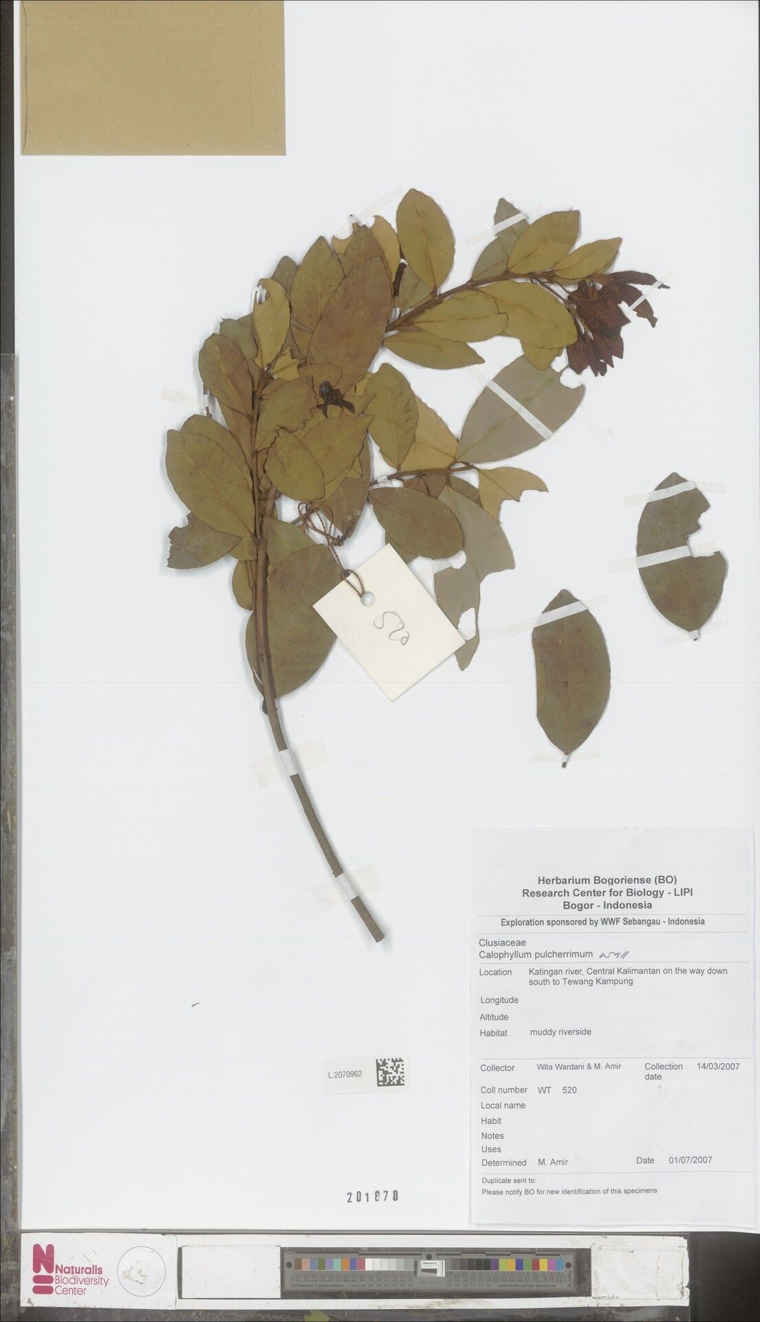 Calophyllum pulcherrimum — search result for 'Calophyllum'