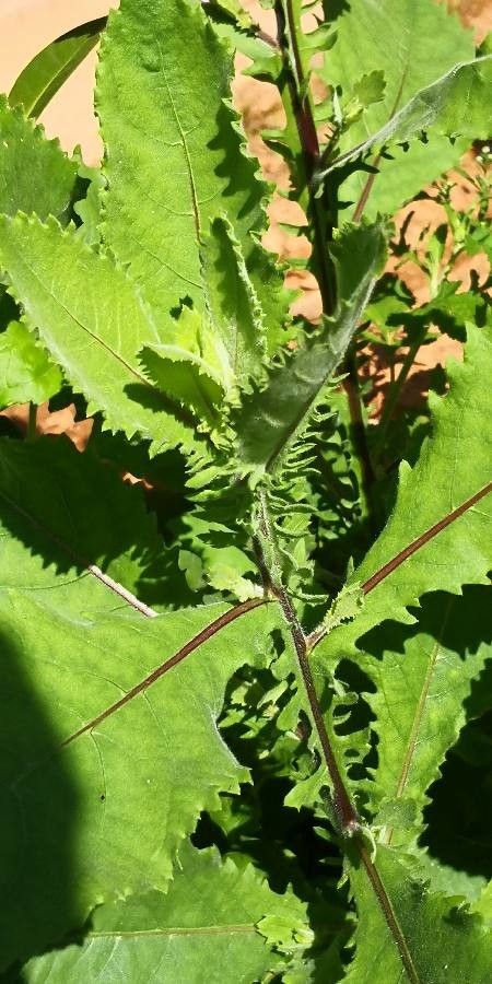 Laggera crispata — houseplant care guide