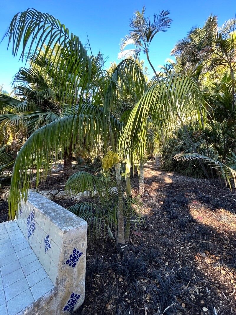 Dypsis scottiana habit