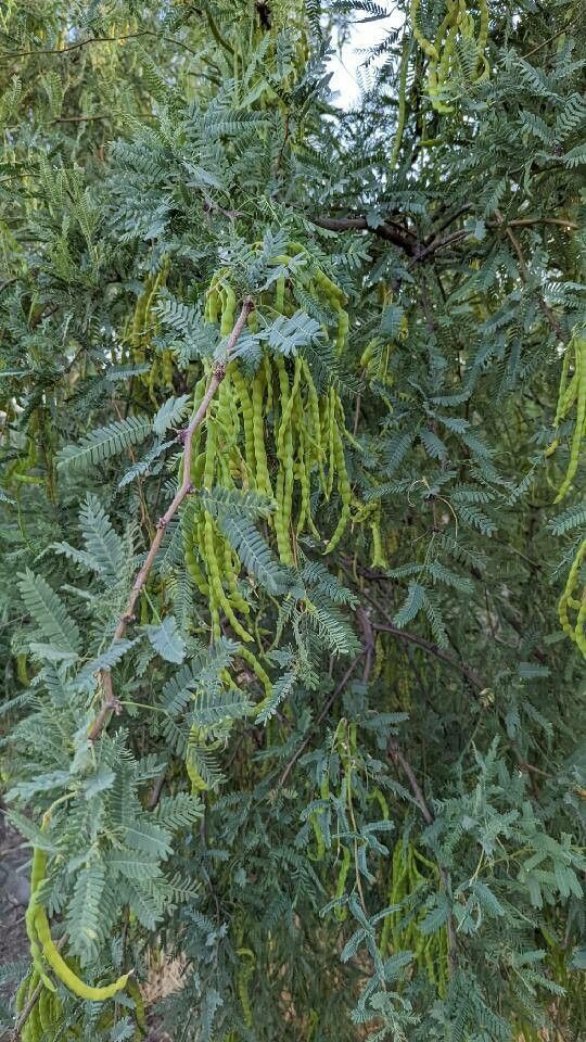 Prosopis velutina leaf