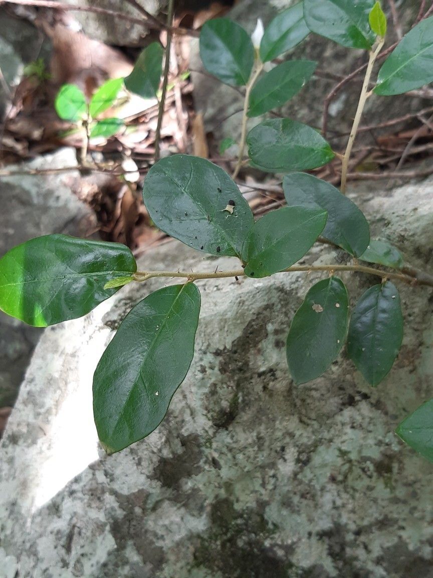 Solanum mentiens leaf