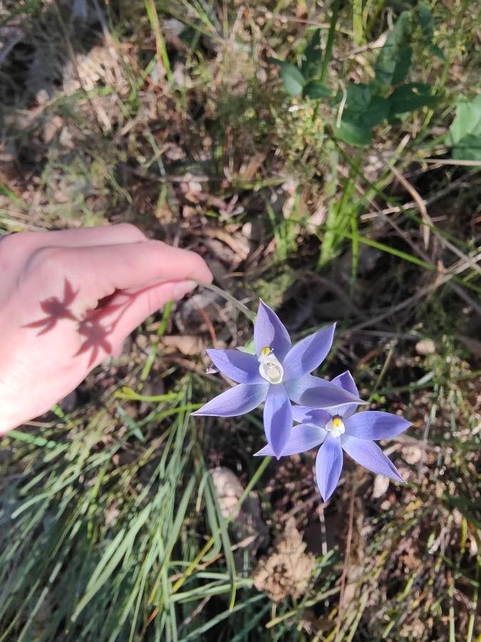 Thelymitra graminea flower