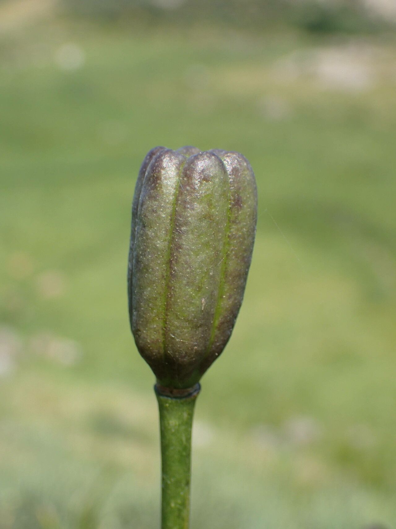 Lilium pyrenaicum fruit