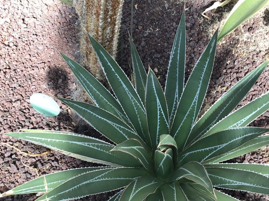 Agave impressa — search result for 'Agave'