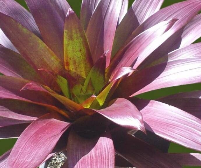 Alcantarea vinicolor — houseplant care guide