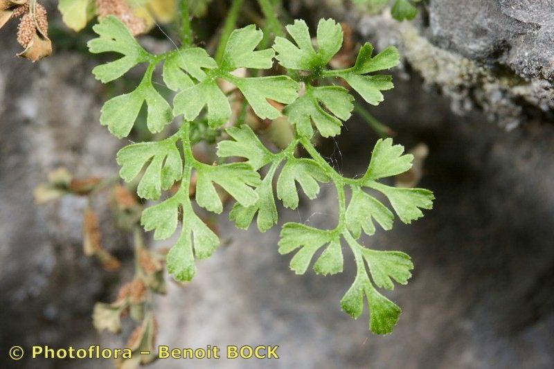 Asplenium x javorkae other