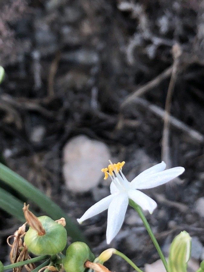 Lapiedra martinezii flower
