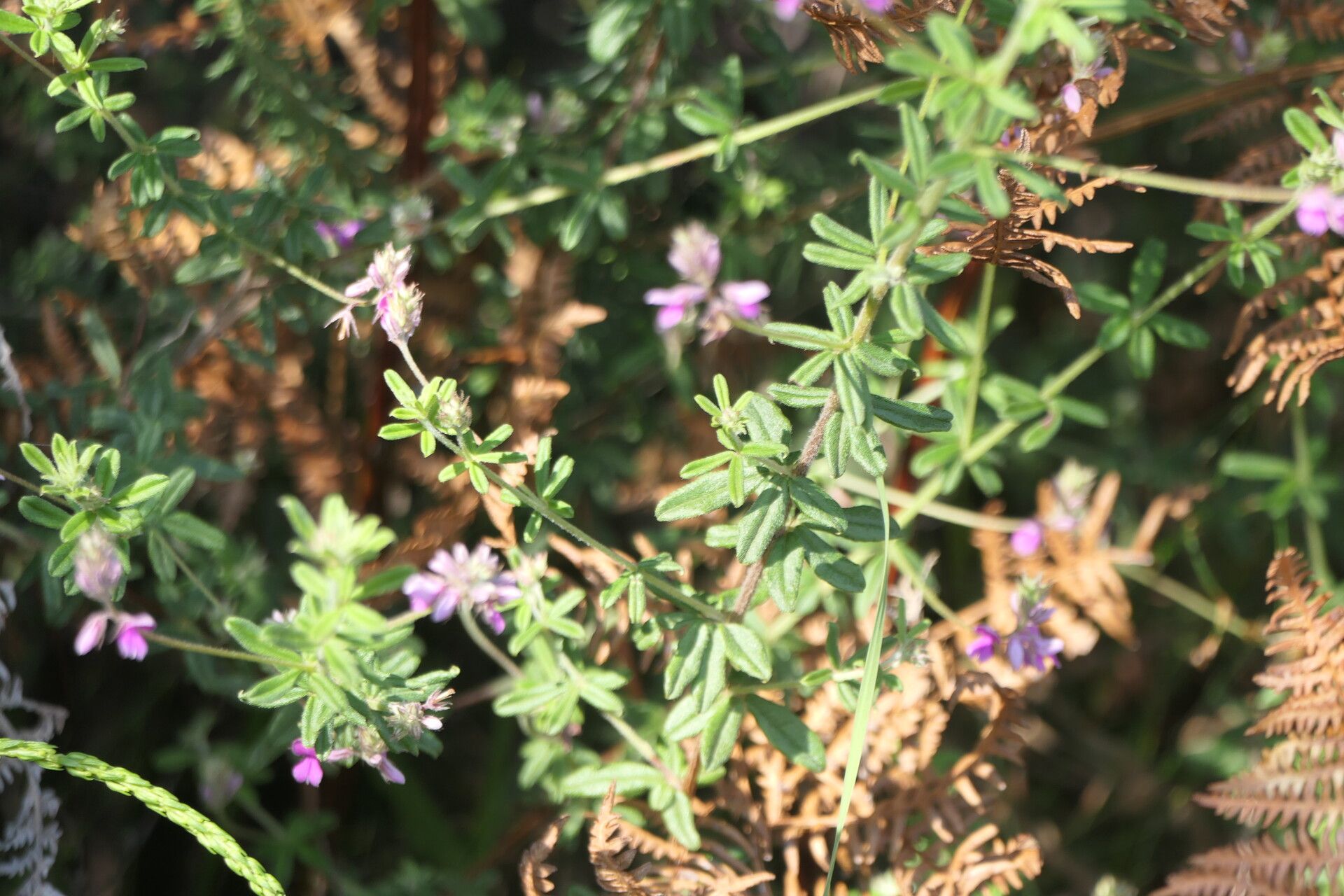 Indigofera filiformis — houseplant care guide