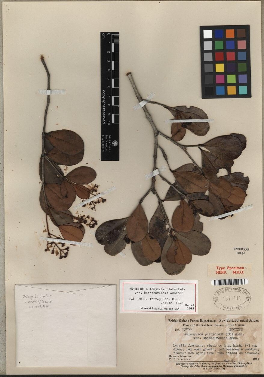 Myrcia platyclada — houseplant care guide