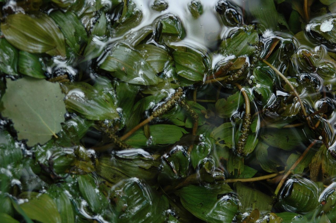 Potamogeton coloratus habit