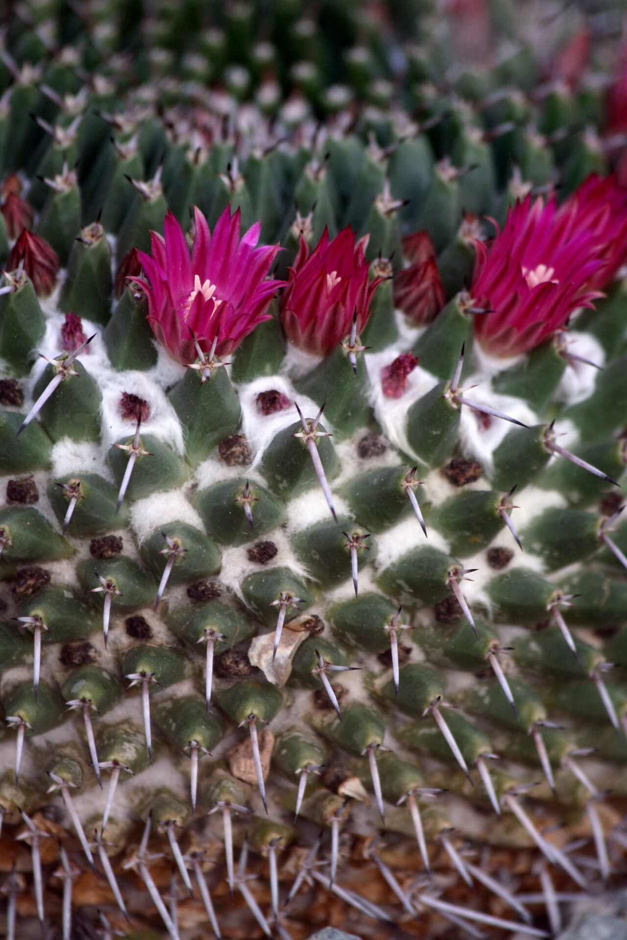Mammillaria magnimamma flower