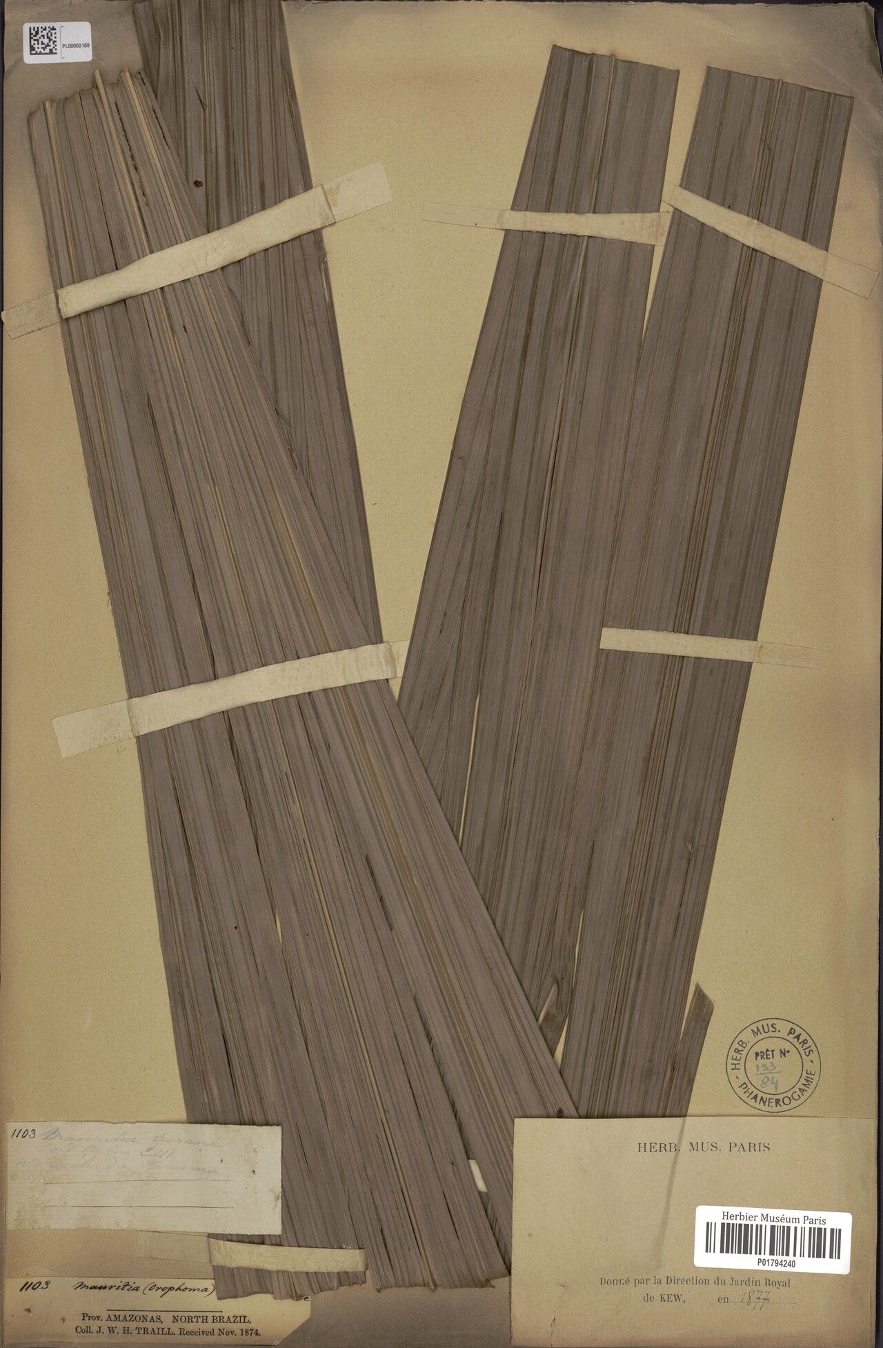 Mauritia carana leaf