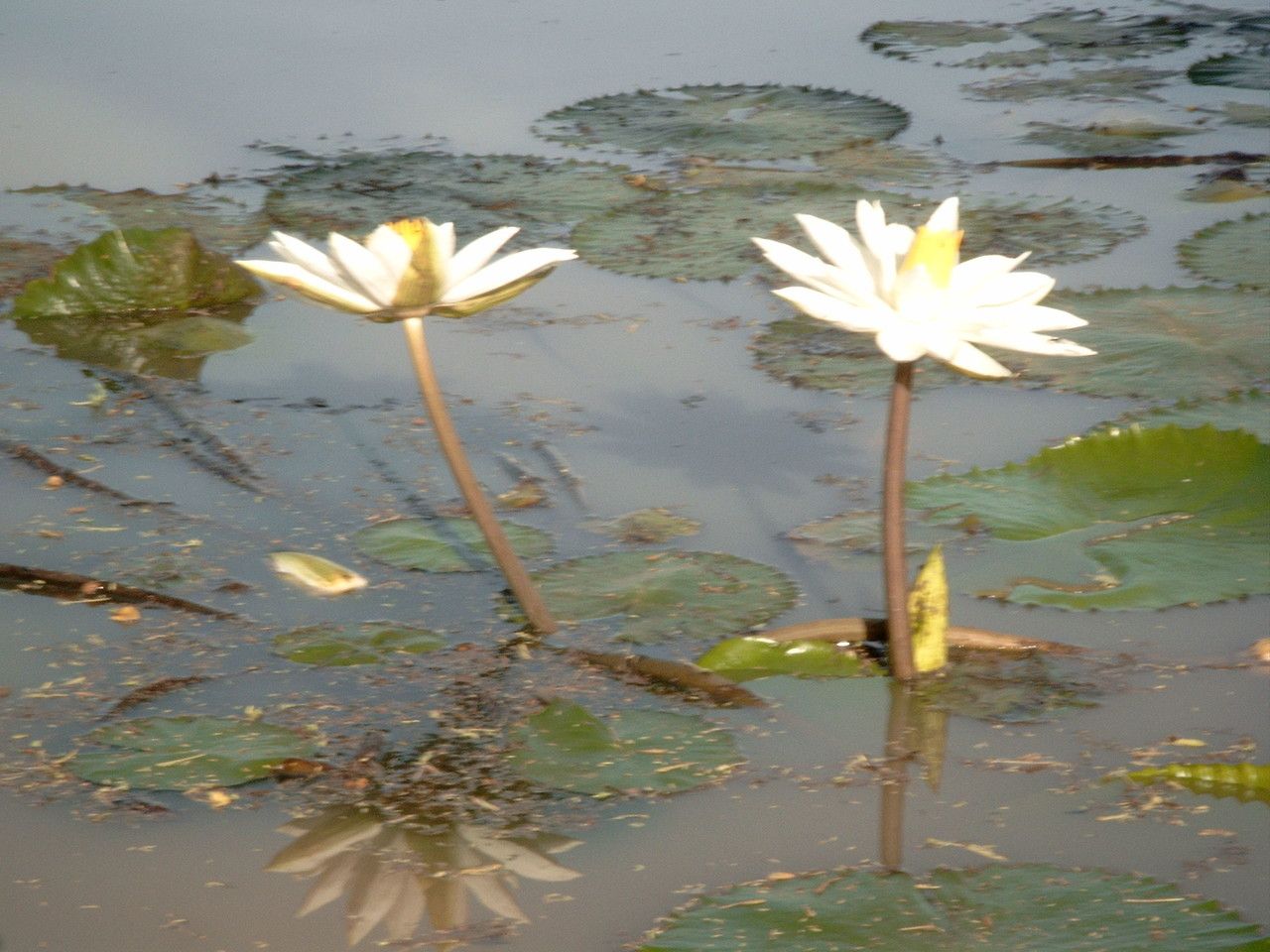 Nymphaea lotus habit