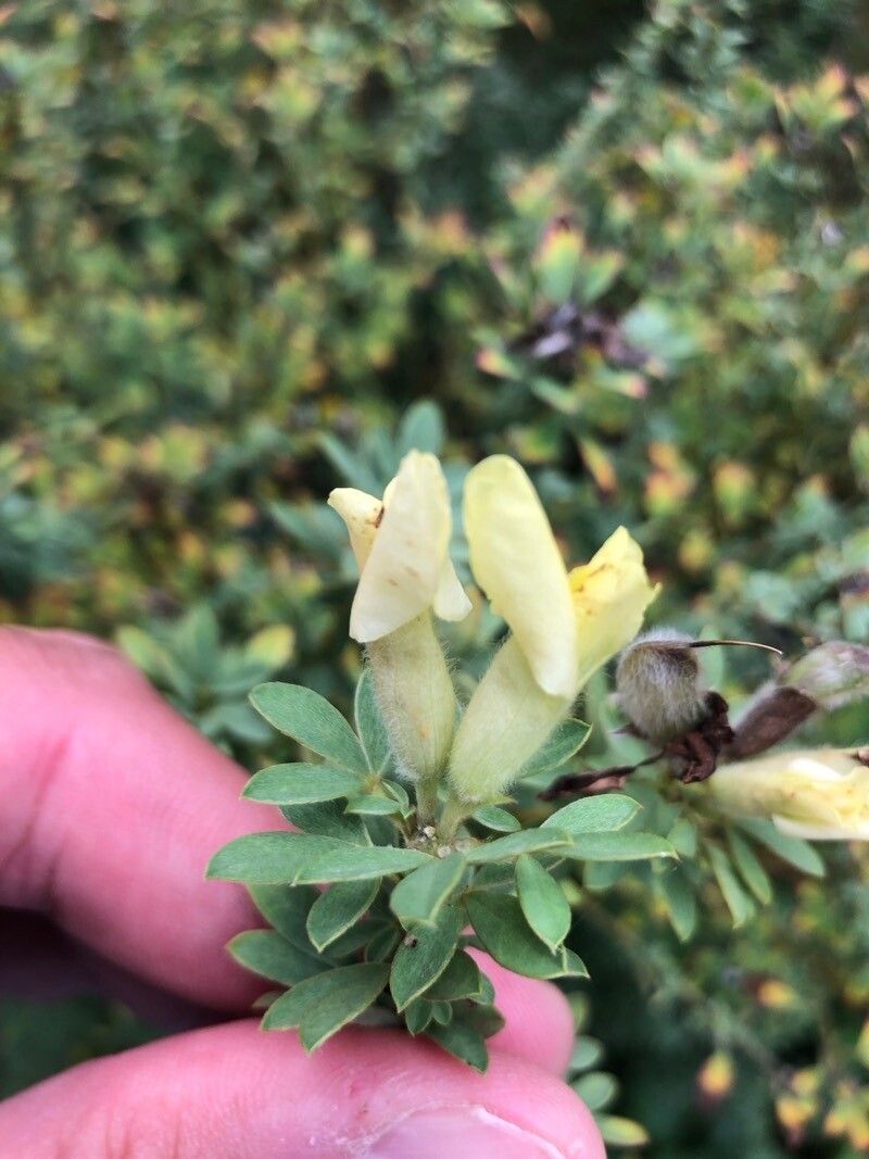 Cytisus albus — related species from the same genus