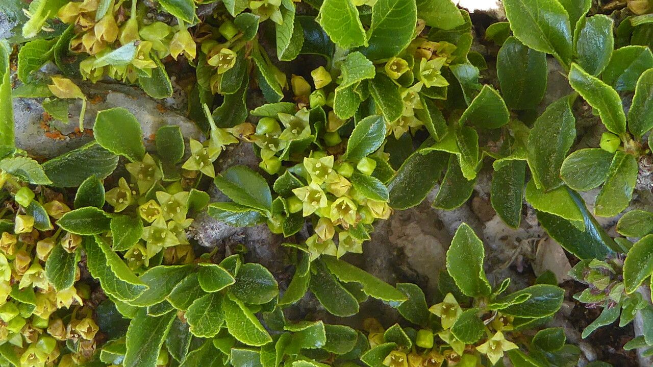Rhamnus pumila flower