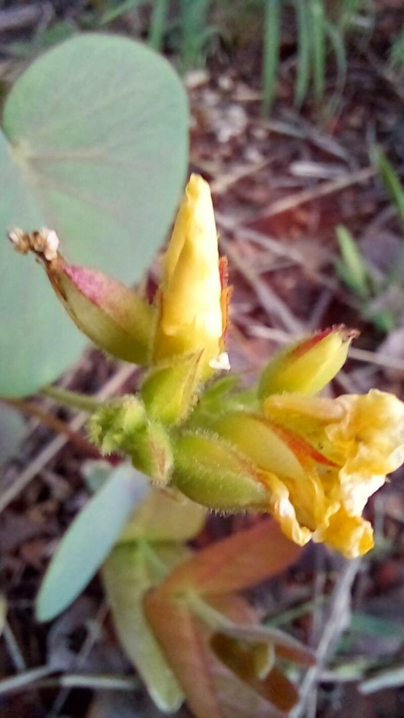 Oxalis cordata flower