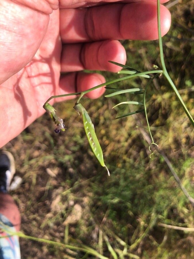 Lathyrus clymenum fruit