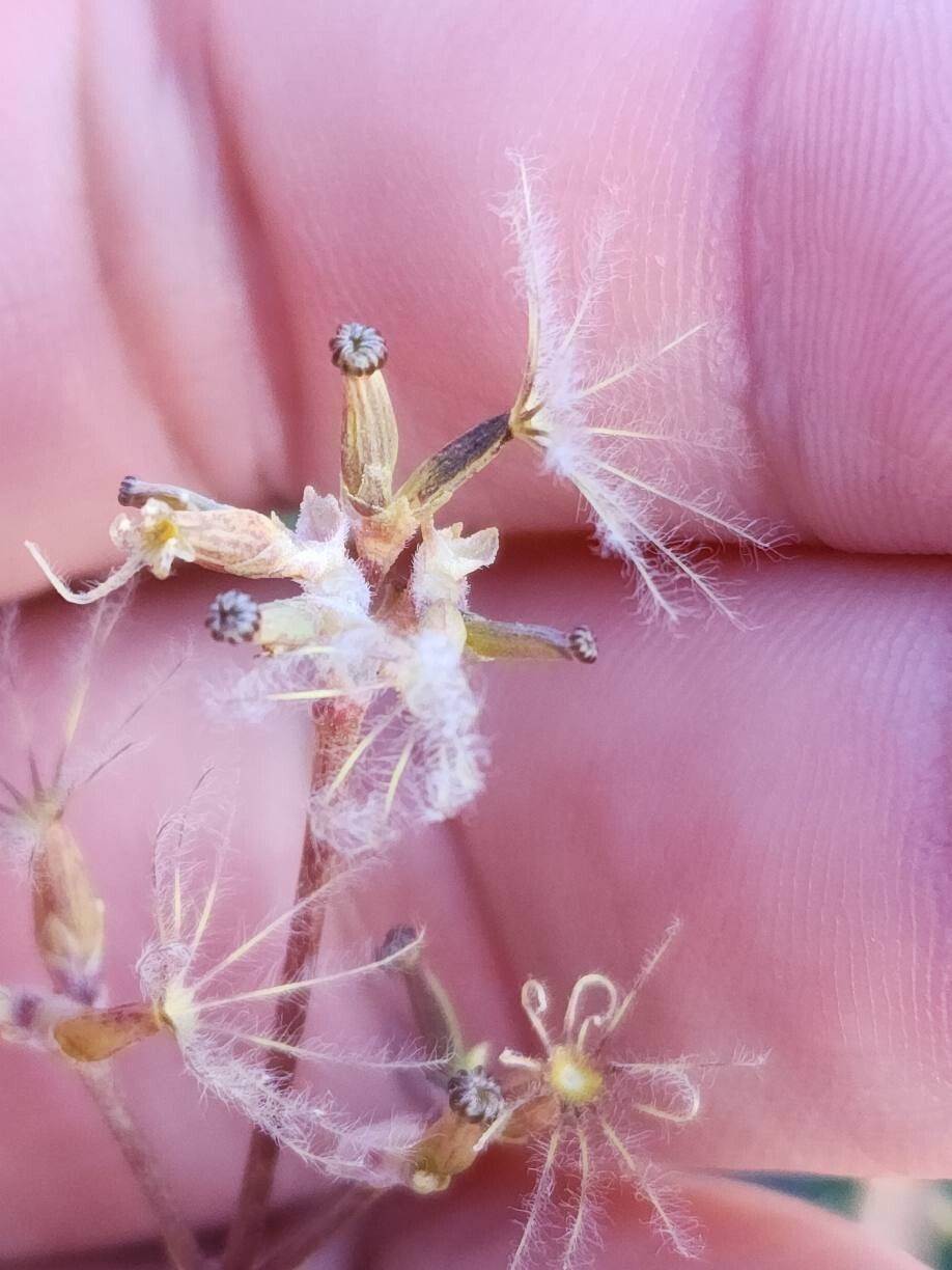 Valeriana edulis — sleep aid houseplant