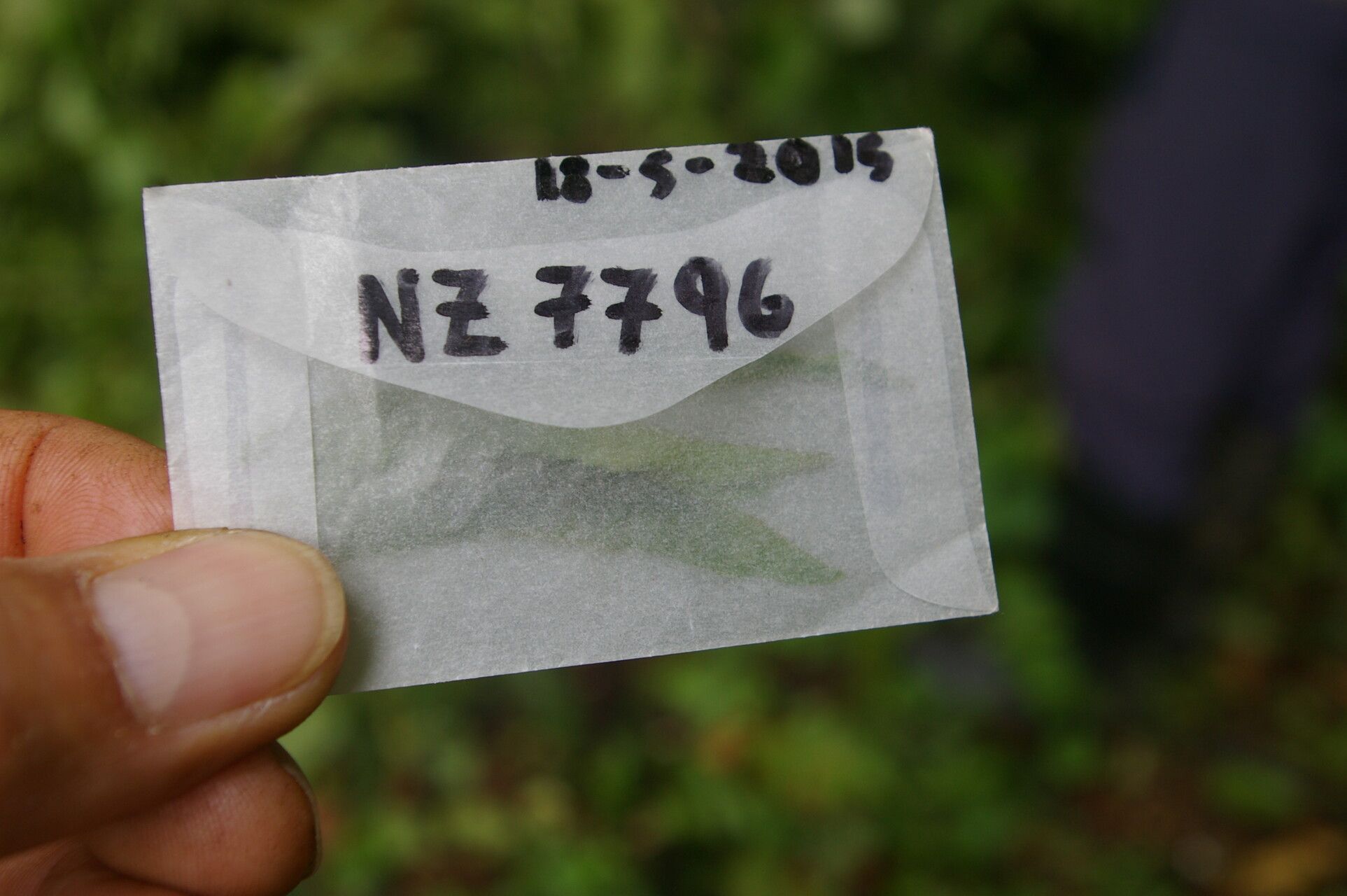 Matelea picturata leaf