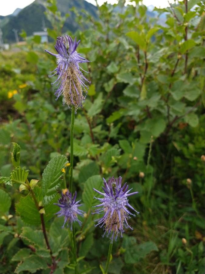 Phyteuma michelii — search result for 'Phyteuma'